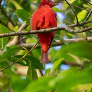 Summer tanager Summer tanager
