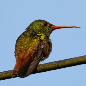 Rufous-tailed hummingbird Rufous-tailed hummingbird
