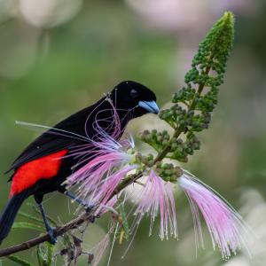 Passerini's tanager Passerini's tanager