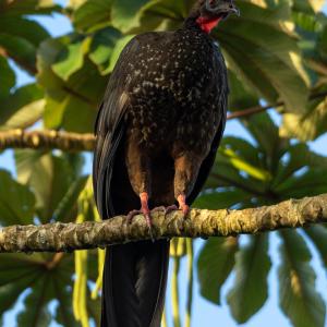 Crested guan Crested guan