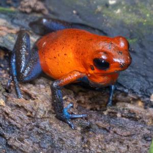 Strawberry poison dart frog Strawberry poison dart frog