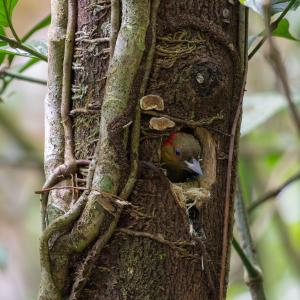 Rufous-winged woodpecker Rufous-winged woodpecker