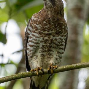 Broad-winged hawk Broad-winged hawk