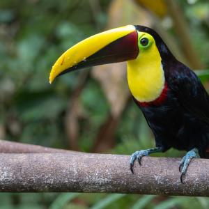 Yellow-throated toucan Yellow-throated toucan