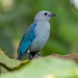 Blue-tray tanager Blue-tray tanager