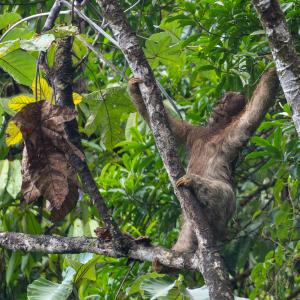 Three-toed sloth Three-toed sloth
