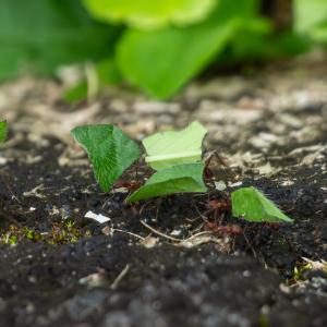 Leafcutter ants Leafcutter ants