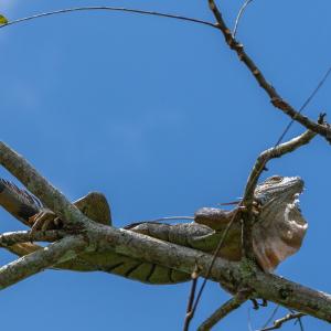 Green iguana Green iguana