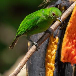 Green honeycreeper Green honeycreeper