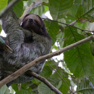 Three-toed sloth Three-toed sloth