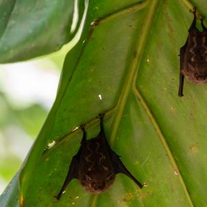 Lesser sac-winged bats Lesser sac-winged bats