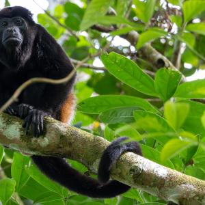 Mantled howler monkey Mantled howler monkey