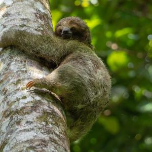 Three-toed sloth Three-toed sloth