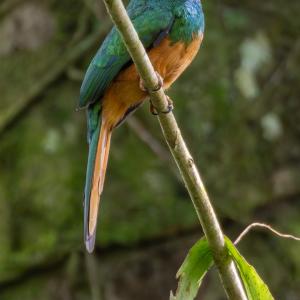 Rufous-tailed jacamar Rufous-tailed jacamar