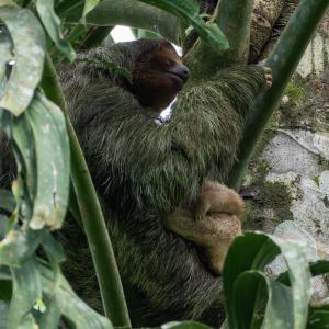Three-toed sloth with a baby Three-toed sloth with a baby
