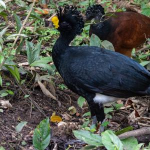 Pair of great curassows Pair of great curassows