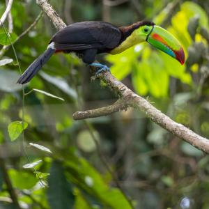 Keel-billed toucan and a yellow-throated toucan Keel-billed toucan and a yellow-throated toucan