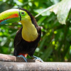 Keel-billed toucan Keel-billed toucan