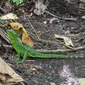 Plumed basilisk, also known as the Jesus Christ lizard, because they are able to run on water Plumed basilisk, also known as the Jesus Christ lizard, because they are able to run on water
