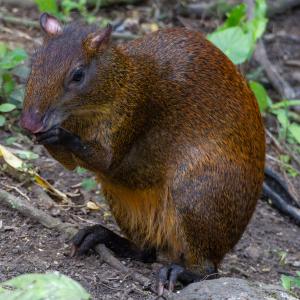 Agouti Agouti