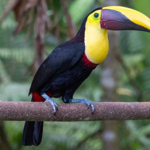Yellow-throated toucan Yellow-throated toucan