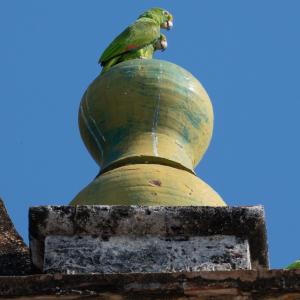 Amazon parrots