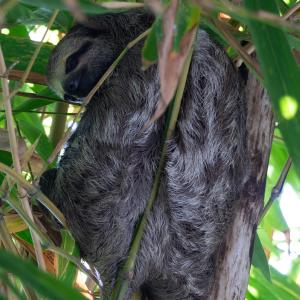 Three-toed sloth