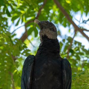 Black vulture