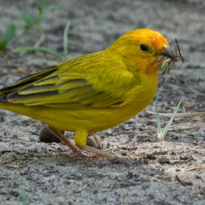 Saffron finch