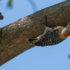 Red-crowned woodpecker