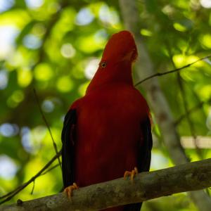 Andean cock-of-the-rock