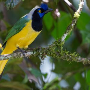 Inca jay