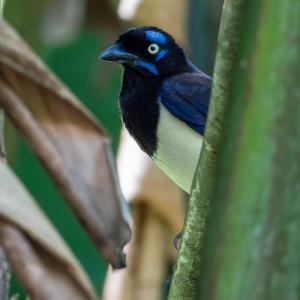 Black-chested jay