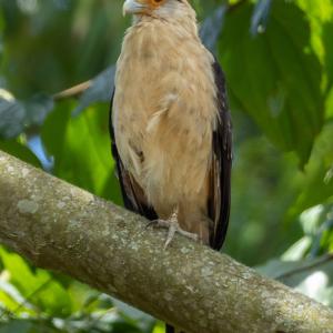 Yellow-headed caracara