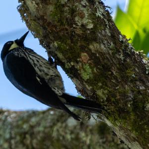 Acorn woodpecker