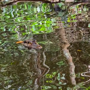 Black caiman