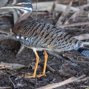 Sunbittern