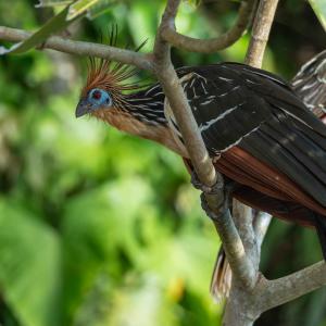 Hoatzin