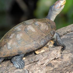 Yellow-spotted river turtle