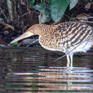 Tiger Heron