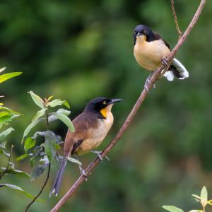 Black-capped donacobiuses