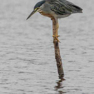 Striated heron