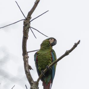 Chestnut-fronted macaw