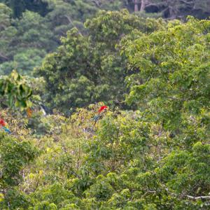 Red-and-green macaws
