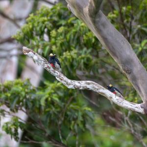 Yellow-tufted woodpeckers
