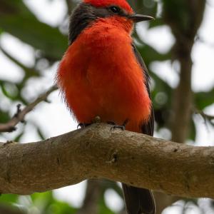 Vermillion flycatcher