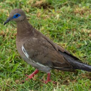 West Peruvian dove