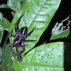 Wandering spider eating a poisonous frog