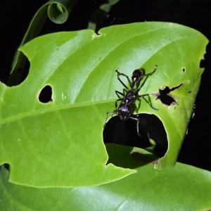 Bullet ant