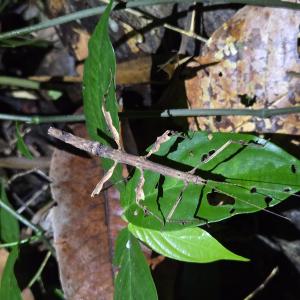 Stick insect